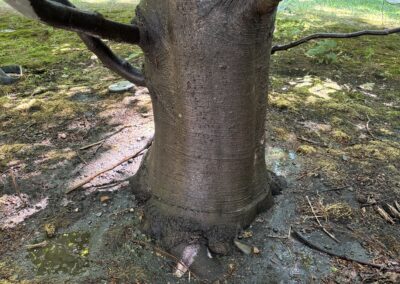 Mature tree trunk with proper mulching – tree health care on Massachusetts' North Shore