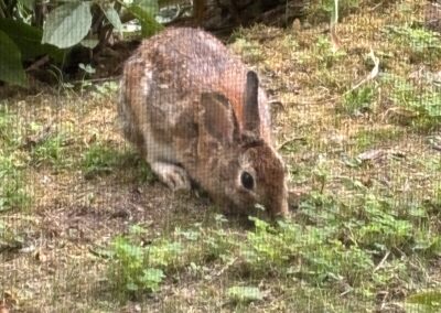 Rabbit browsing a yard – deer and wildlife protection for trees and shrubs on the North Shore, MA