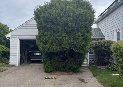 Large shrub shaped by Evermore's ornamental pruning service, North Shore MA