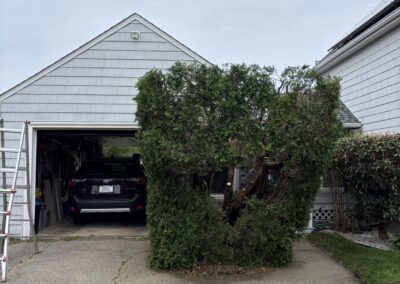 Professional ornamental shrub pruning beside a home on Massachusetts' North Shore