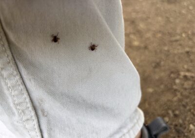 Ticks on a pant leg – tick and mosquito yard treatments on the North Shore, MA