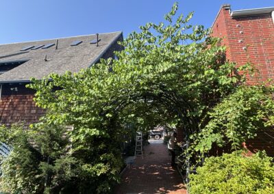 Garden walkway with ornamental trees pruned by Evermore Plant Health Care