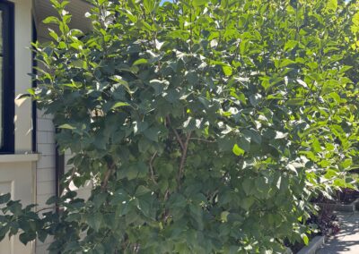 Healthy flowering shrub after tree and shrub care from Evermore Plant Health Care