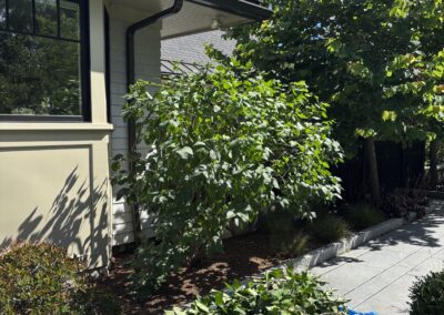 Foundation shrubs pruned and maintained by Evermore Plant Health Care, North Shore MA