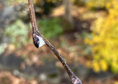 Branch bud inspected for scale insects – shrub pest control on the North Shore, MA