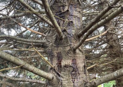 Spruce tree inspected for insects and disease by a Massachusetts Certified Arborist