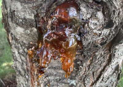 Sap oozing from tree bark, a sign of canker or borer – tree disease diagnosis by Evermore Plant Health Care