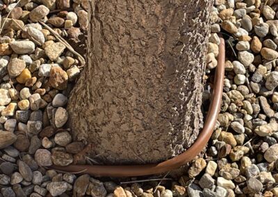 Tree root flare exposed by Evermore's air-spading service in Massachusetts