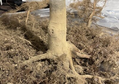 Air-spading removes girdling roots to restore tree health – Evermore Plant Health Care, North Shore MA