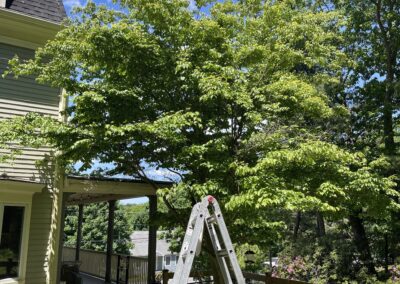 Certified arborist pruning a Japanese maple – Evermore Plant Health Care