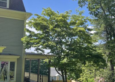 Japanese maple after ornamental tree pruning by Evermore Plant Health Care, North Shore MA