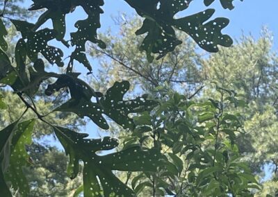 Oak tree canopy checked during a plant health care visit, North Shore MA