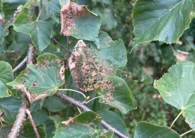 Shrub leaves with insect damage – tree and shrub pest treatment by Evermore Plant Health Care