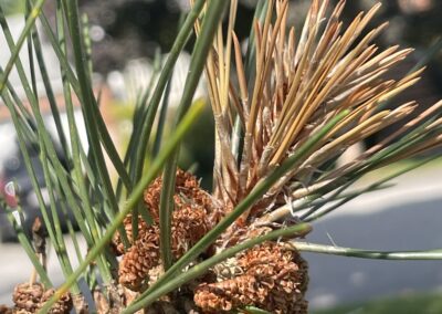 Pine needle browning from needle cast – diagnosed and treated by Evermore Plant Health Care