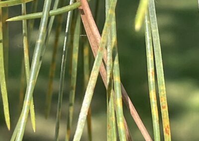 Discolored pine needles from disease – pine tree disease treatment, North Shore MA