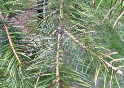 Healthy white pine needles after plant health care treatment – North Shore MA arborist